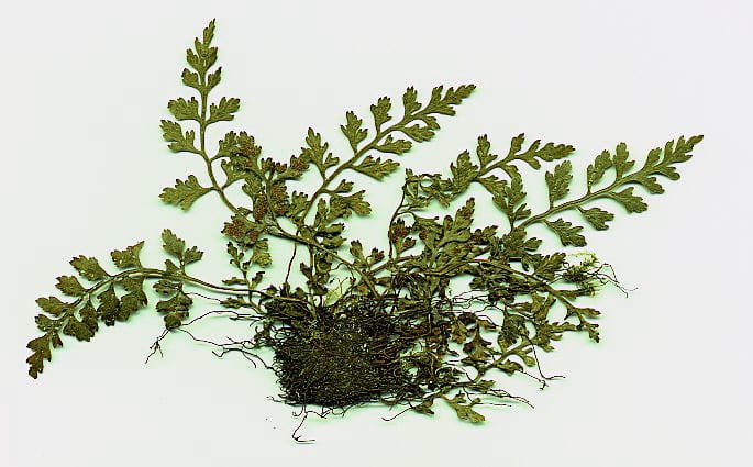 Mountain spleenwort (Asplenium montanum)