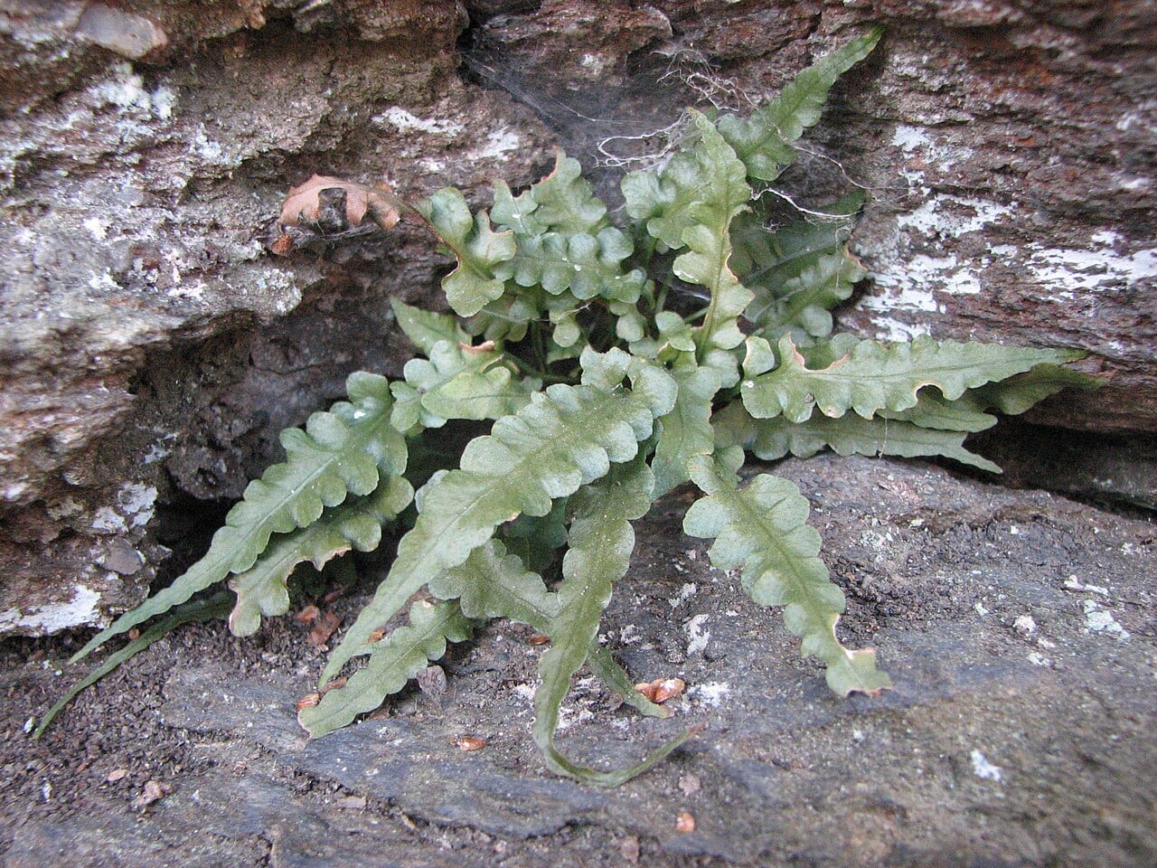 Lobed spleenwort (Asplenium pinnatifidum)