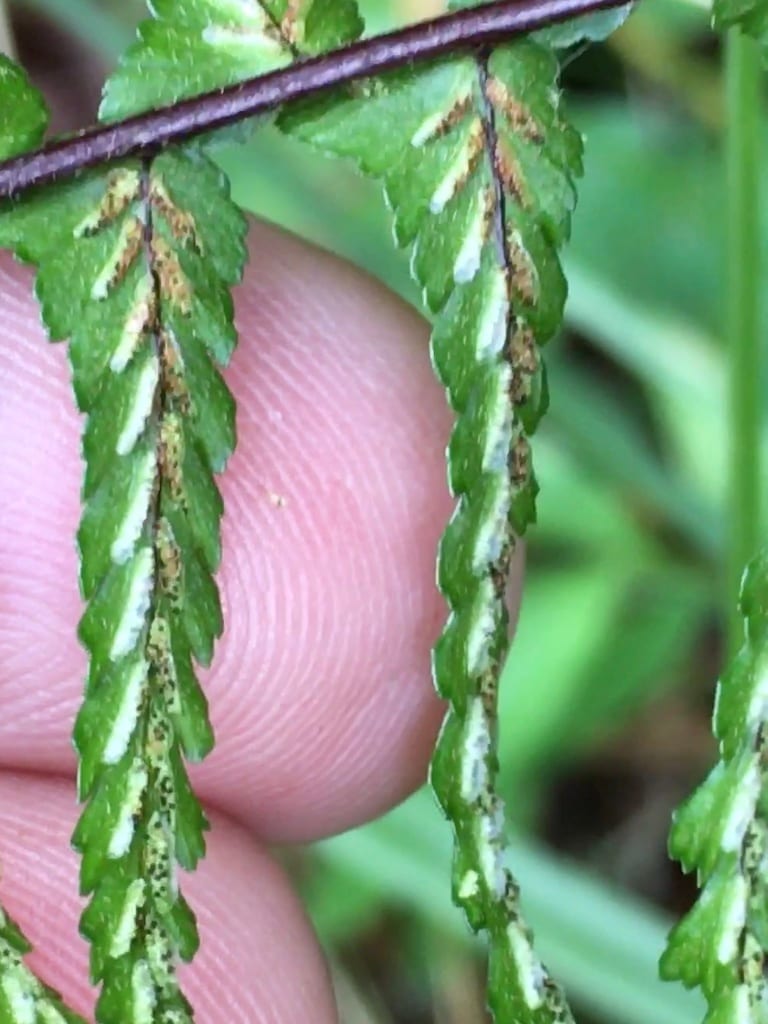 Ebony spleenwort (Asplenium platyneuron var. platyneuron)