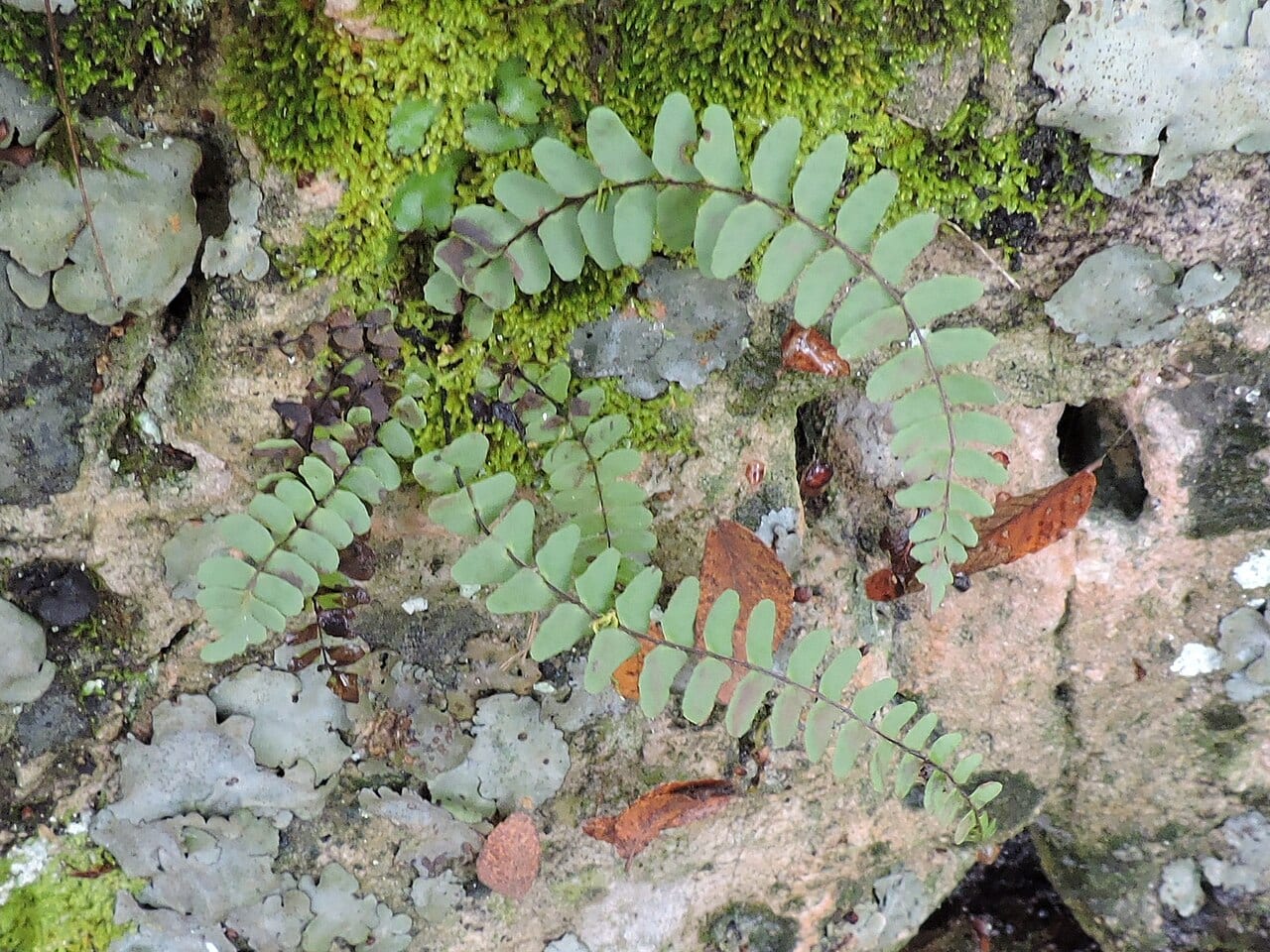 Blackstem spleenwort (Asplenium resiliens)