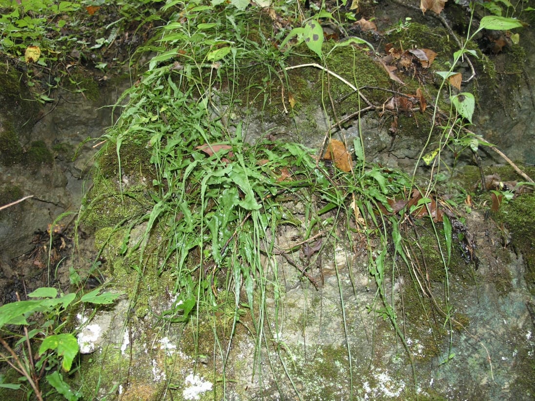 Walking fern (Asplenium rhizophyllum)