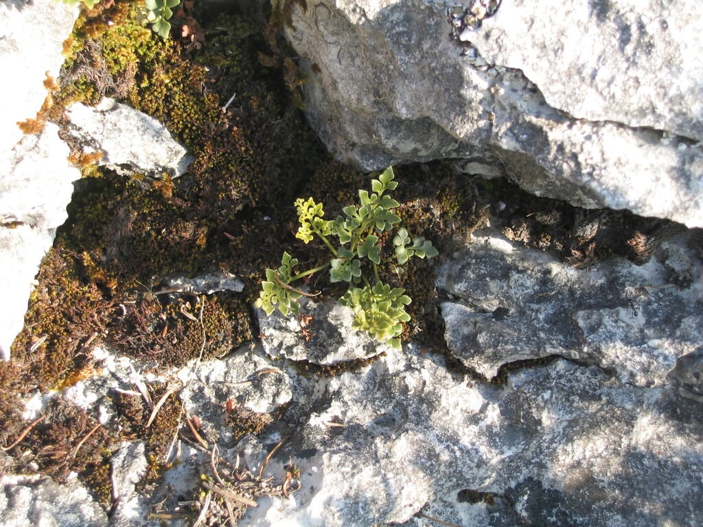 Wallrue (Asplenium ruta)