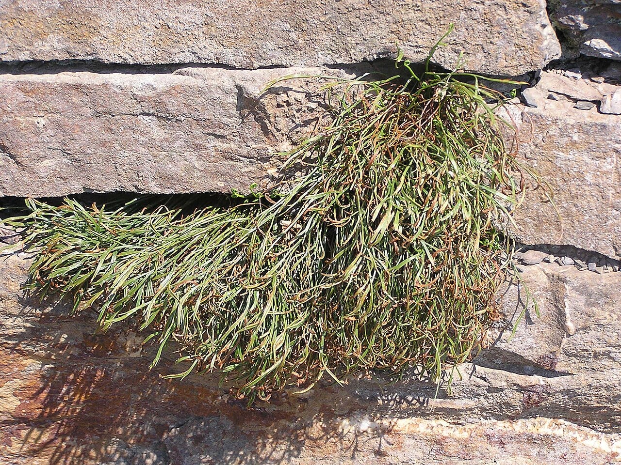 Forked spleenwort (Asplenium septentrionale)