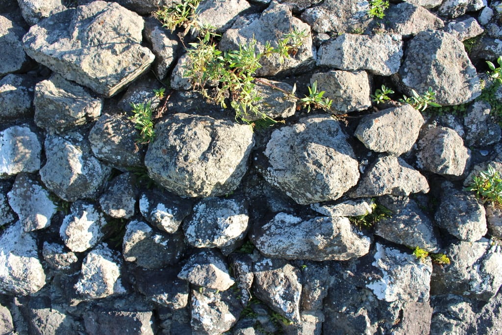 Maidenhair spleenwort (Asplenium trichomanes ssp. trichomanes)