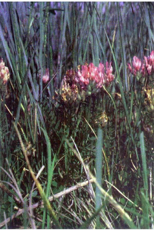 Purple milkvetch (Astragalus agrestis)