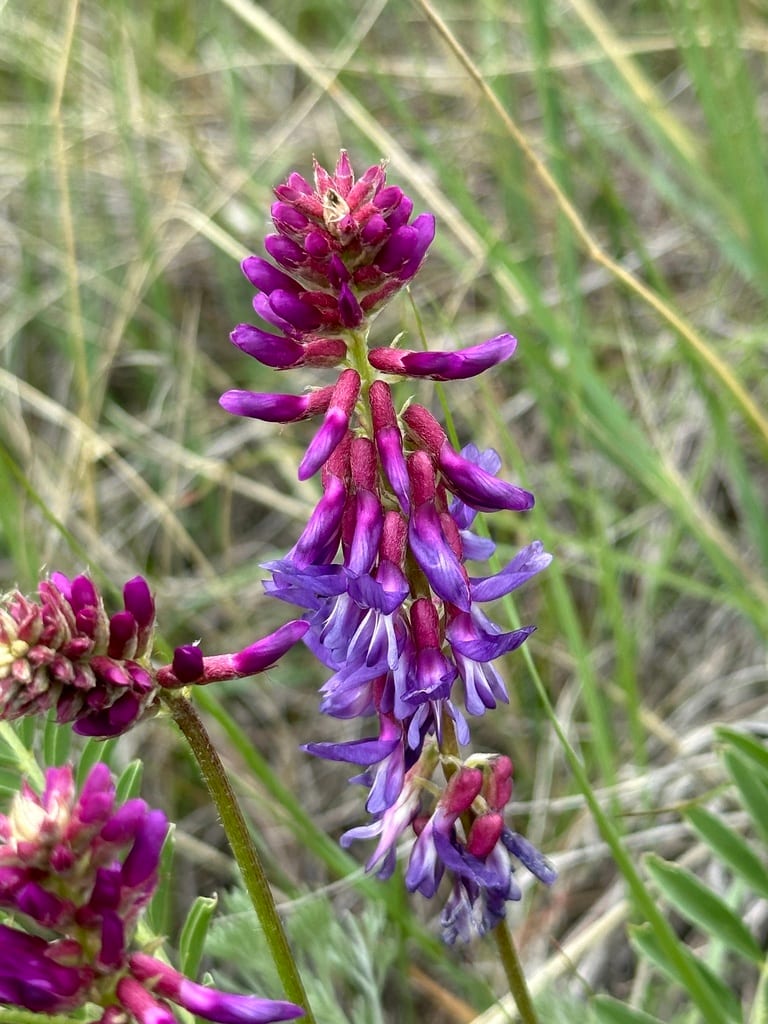 Twogrooved milkvetch (Astragalus bisulcatus var. bisulcatus)
