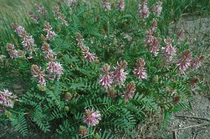 Twogrooved milkvetch (Astragalus bisulcatus)
