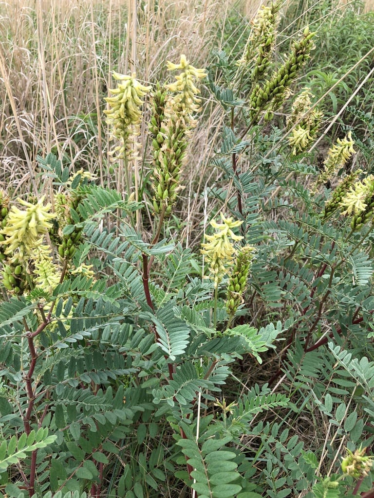 Canadian milkvetch (Astragalus canadensis var. canadensis)