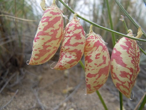 Painted milkvetch (Astragalus ceramicus var. filifolius)