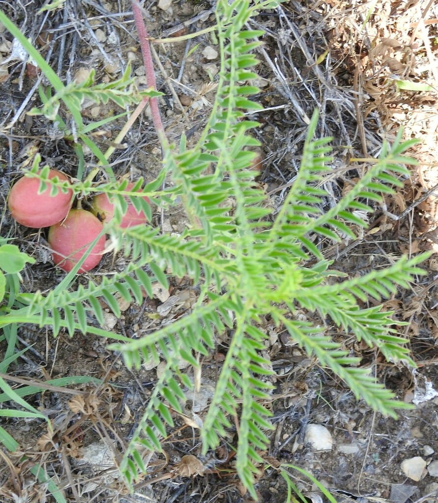 Groundplum milkvetch (Astragalus crassicarpus var. crassicarpus)