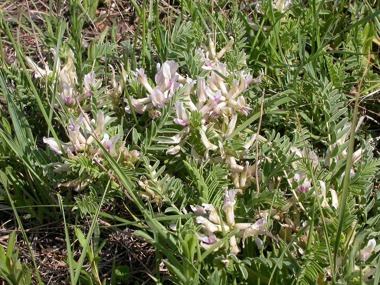 Ozark groundplum (Astragalus crassicarpus var. trichocalyx)