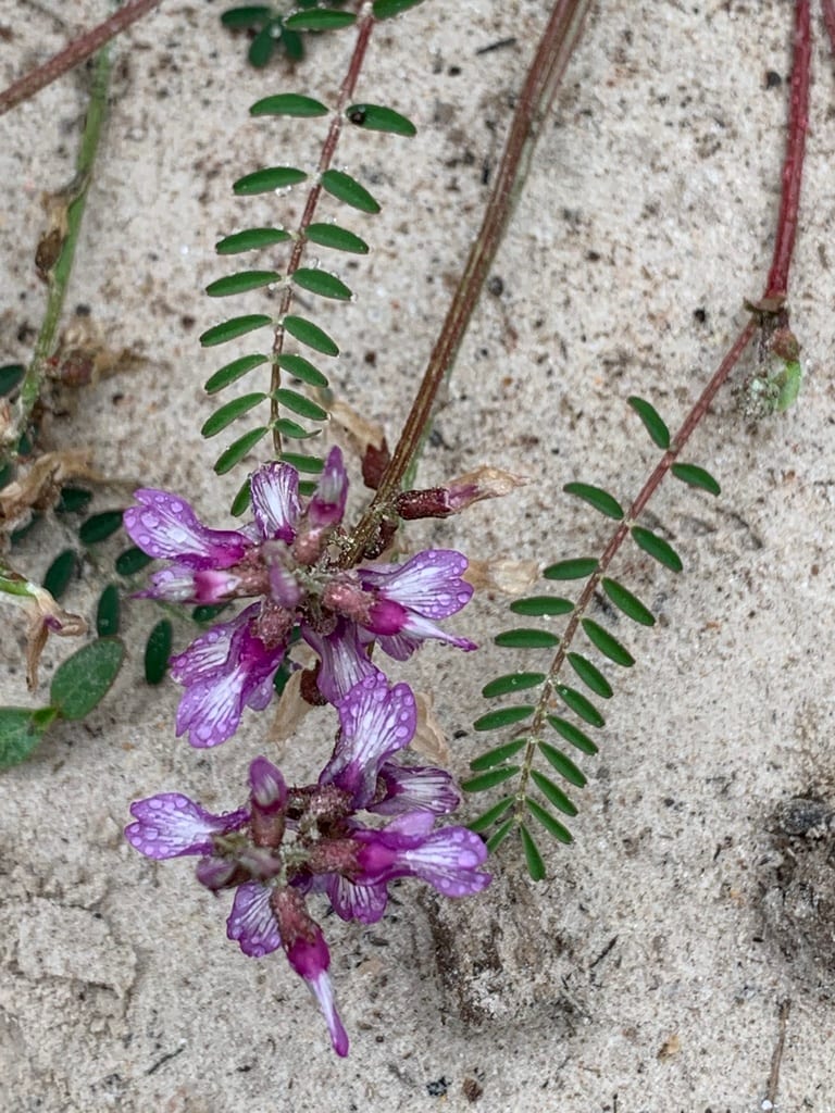 Engelmann's milkvetch (Astragalus distortus var. engelmannii)