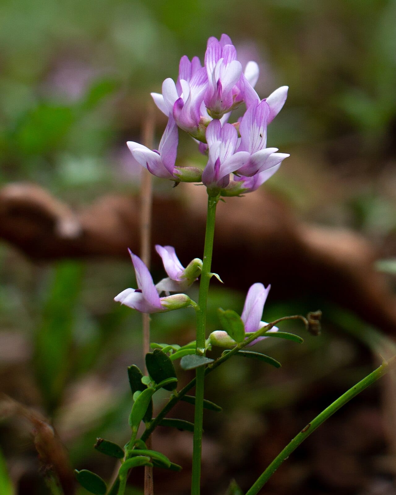Ozark milkvetch (Astragalus distortus)