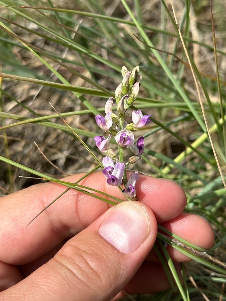 Flexile milkvetch (Astragalus flexuosus var. flexuosus)