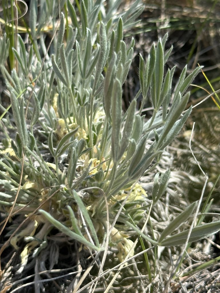 Plains milkvetch (Astragalus gilviflorus var. gilviflorus)