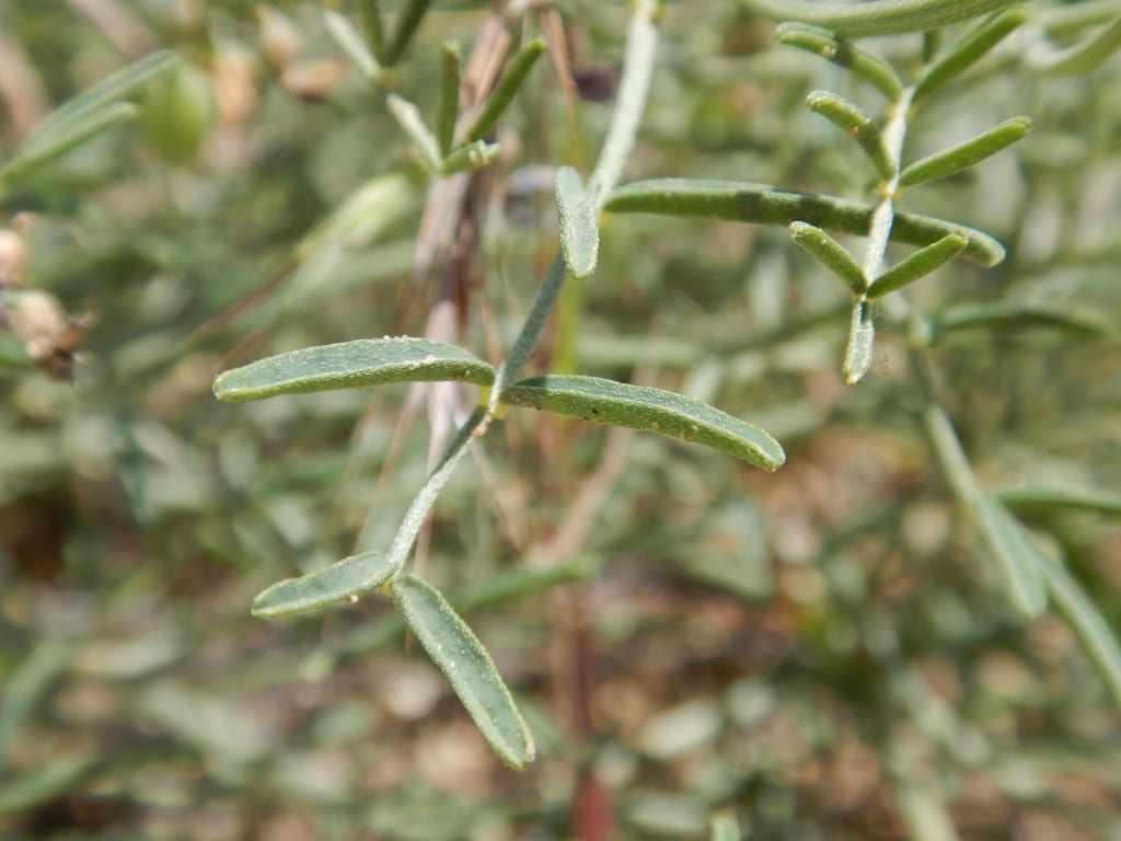Slender milkvetch (Astragalus gracilis)