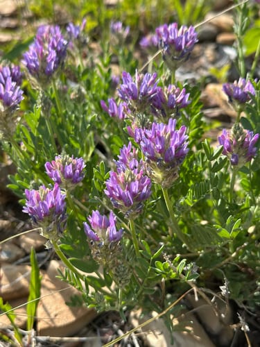 Prairie milkvetch (Astragalus laxmannii var. robustior)