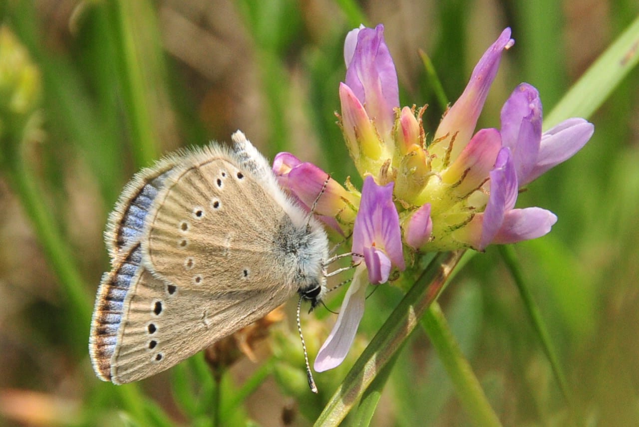 Laxmann's milkvetch (Astragalus laxmannii)