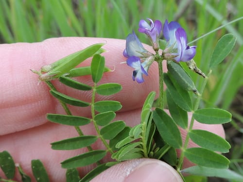 Rare loco milkvetch (Astragalus leptocarpus)