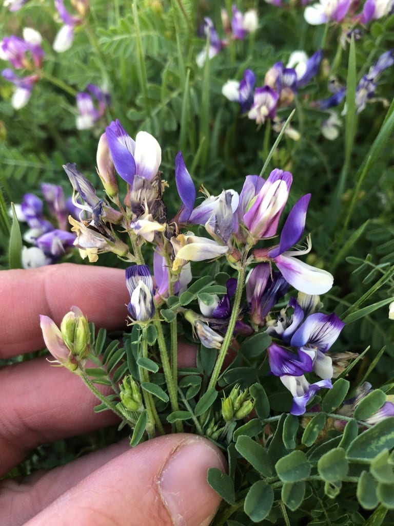 Lindheimer's milkvetch (Astragalus lindheimeri)