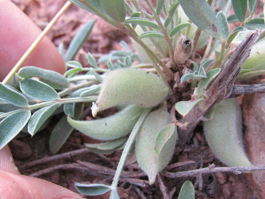 Lotus milkvetch (Astragalus lotiflorus)
