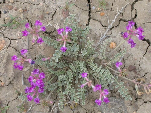 Missouri milkvetch (Astragalus missouriensis var. missouriensis)
