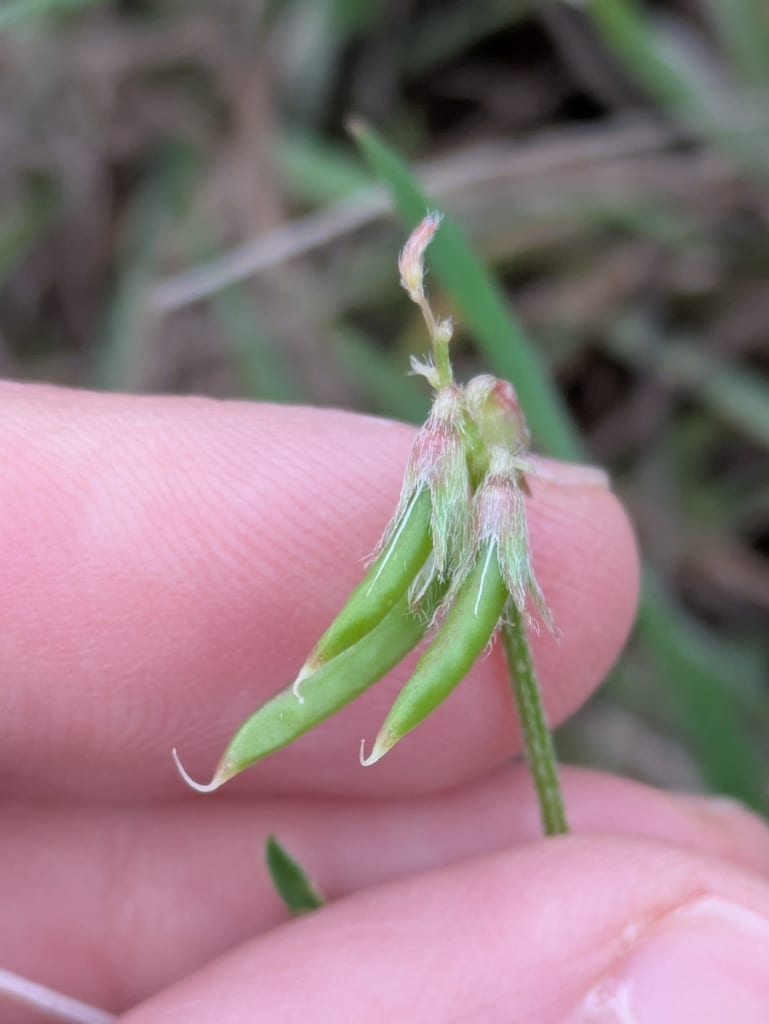 Smallflowered milkvetch (Astragalus nuttallianus var. nuttallianus)