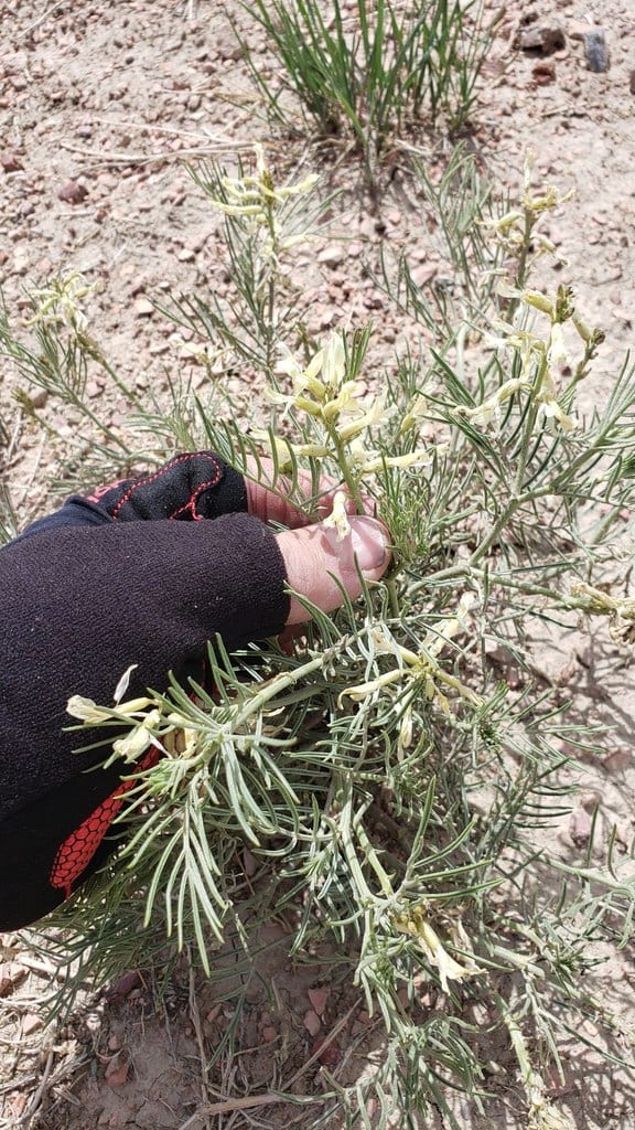 Narrowleaf milkvetch (Astragalus pectinatus)