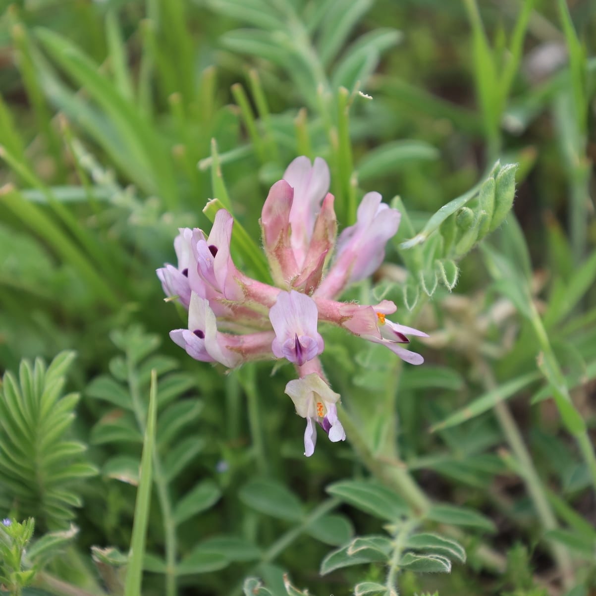 Platte river milkvetch (Astragalus plattensis)