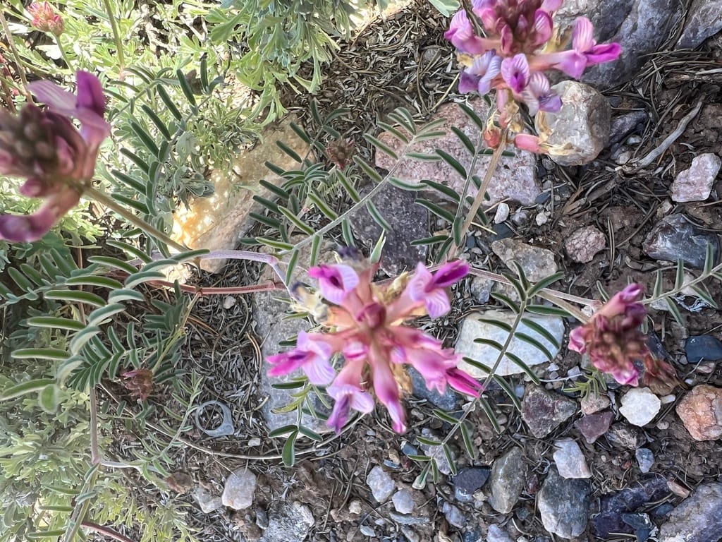 Trinidad milkvetch (Astragalus puniceus var. puniceus)