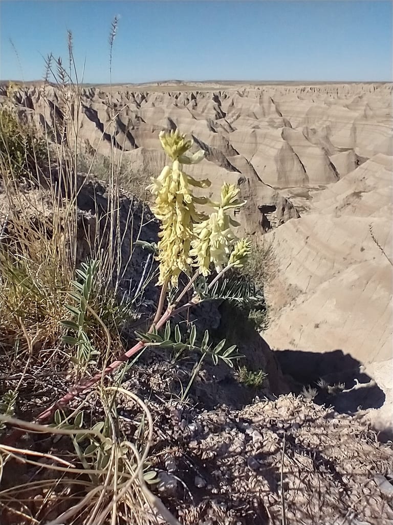Cream milkvetch (Astragalus racemosus var. racemosus)