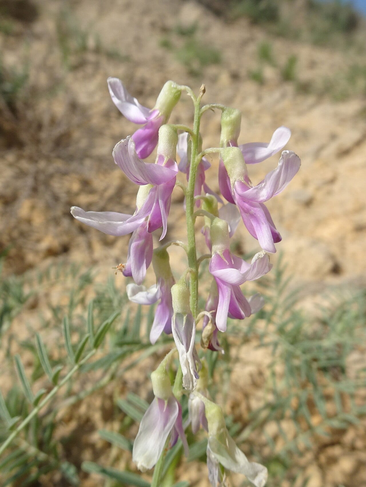 Cream milkvetch (Astragalus racemosus)
