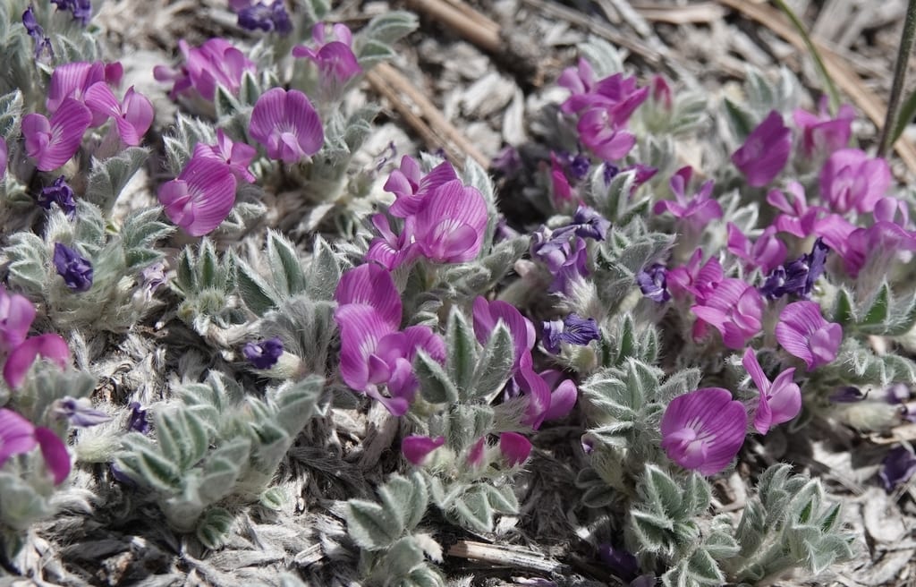 Silky milkvetch (Astragalus sericoleucus)