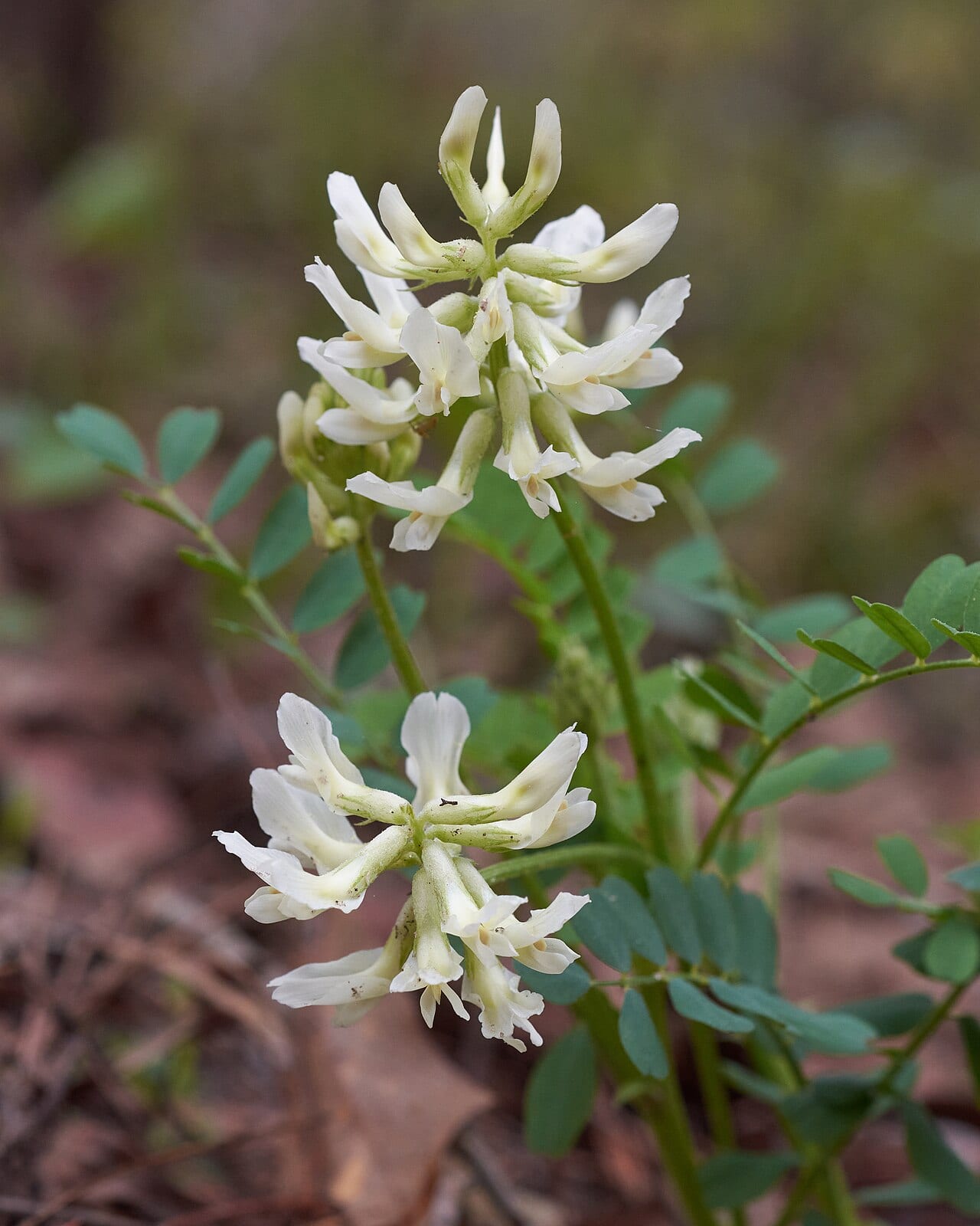 Soxman's milkvetch (Astragalus soxmaniorum)