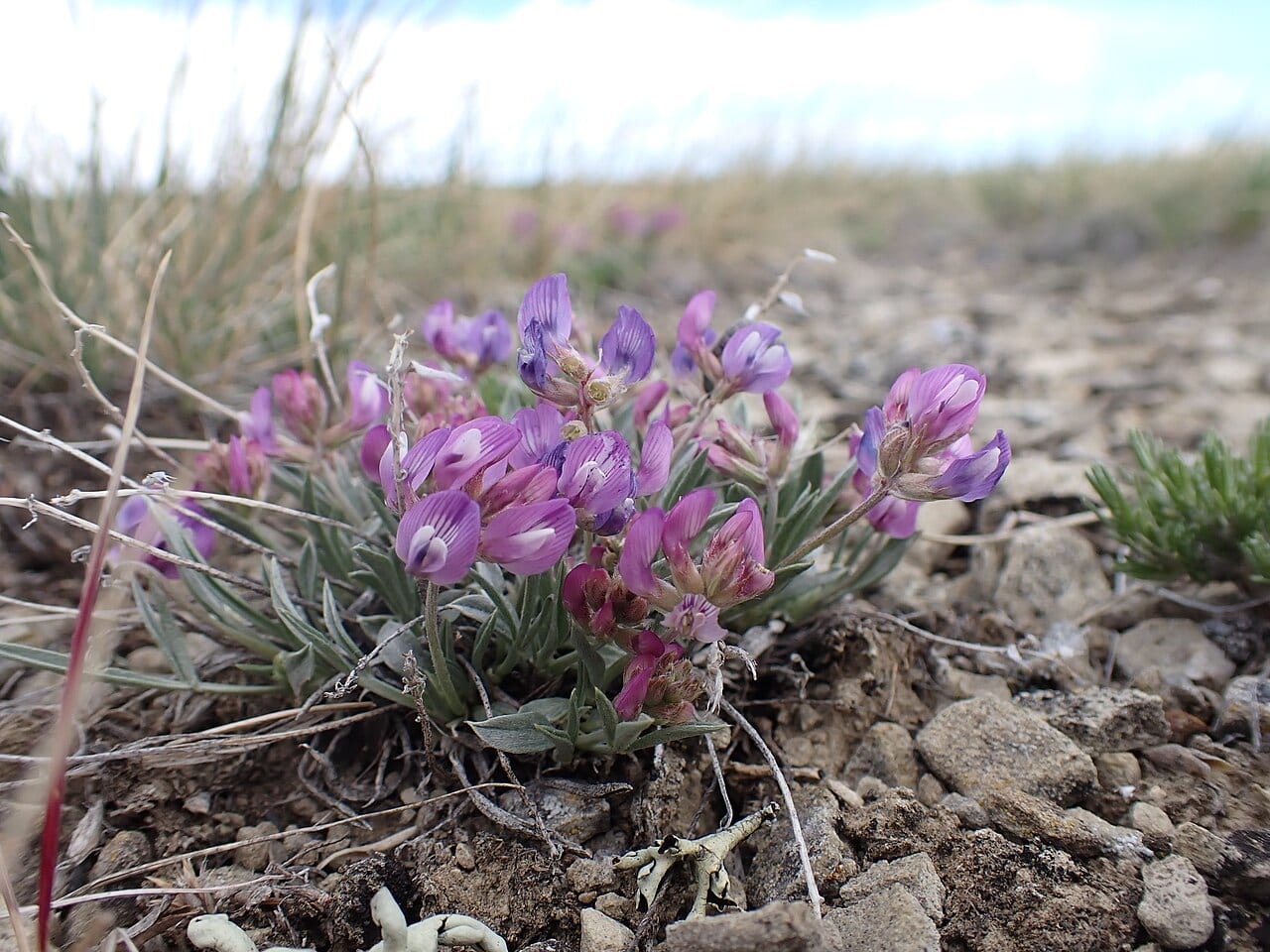 Tufted milkvetch (Astragalus spatulatus)