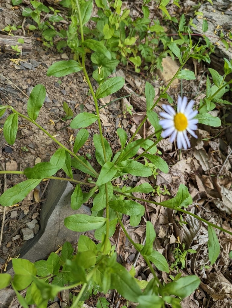 Entireleaf western daisy (Astranthium integrifolium ssp. integrifolium)