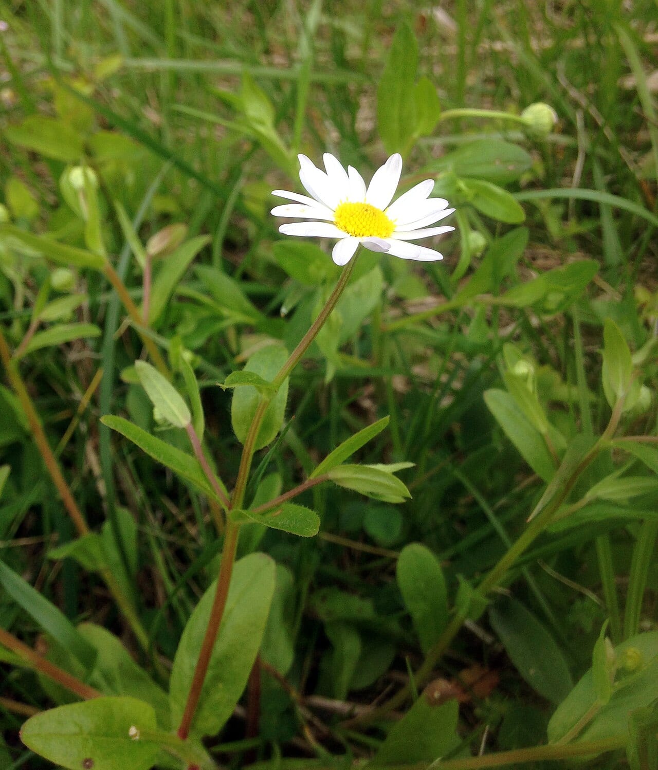 Entireleaf western daisy (Astranthium integrifolium)