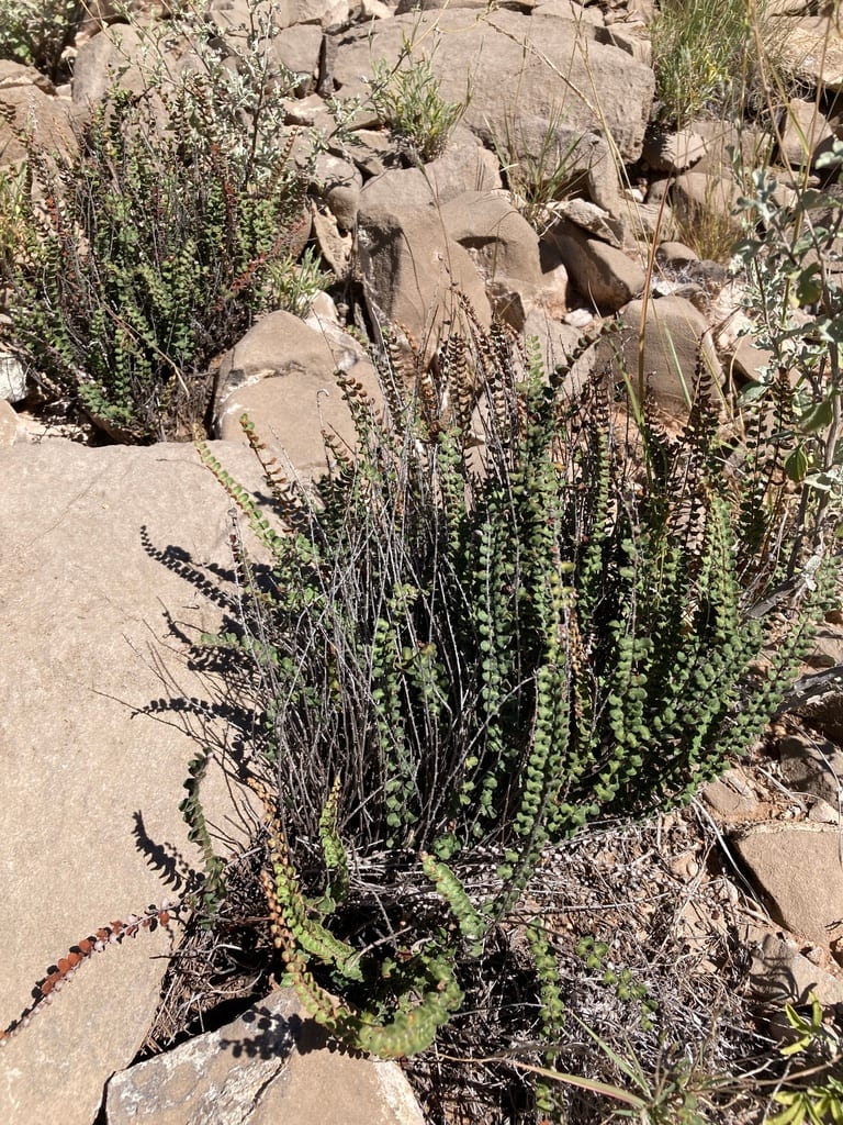 Cochise scaly cloakfern (Astrolepis cochisensis ssp. cochisensis)