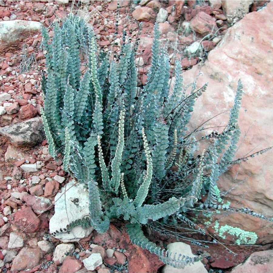 Hybrid cloakfern (Astrolepis integerrima)
