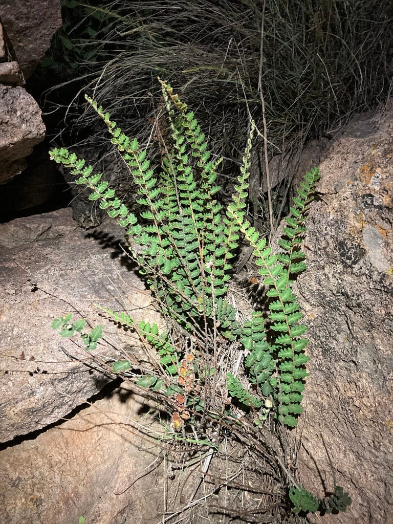 Wavy scaly cloakfern (Astrolepis sinuata)