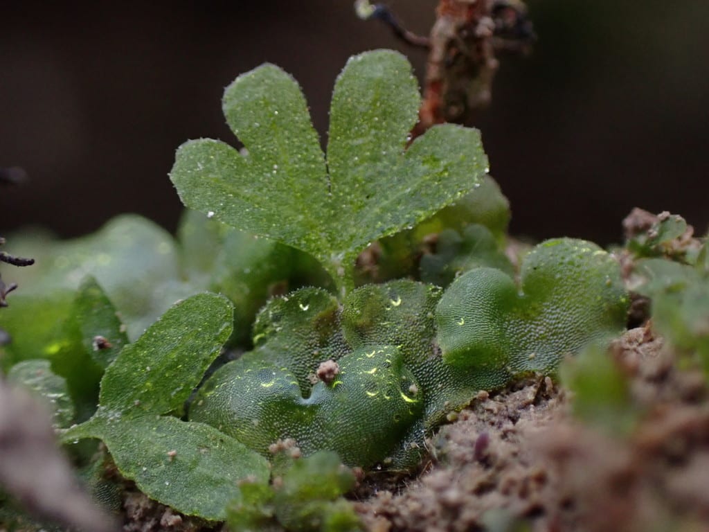 Subarctic ladyfern (Athyrium filix)
