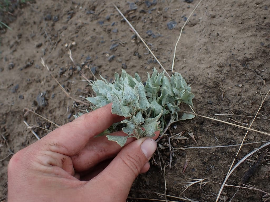 Silverscale saltbush (Atriplex argentea ssp. argentea)