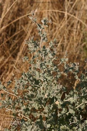 Silver orach (Atriplex argentea)