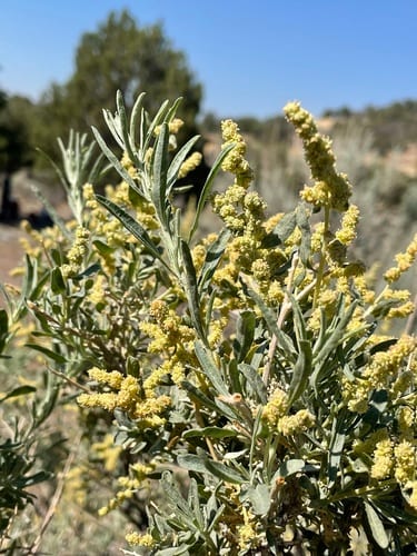 Cenizo (Atriplex canescens var. canescens)