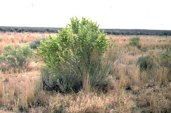 Chamiso (Atriplex canescens)