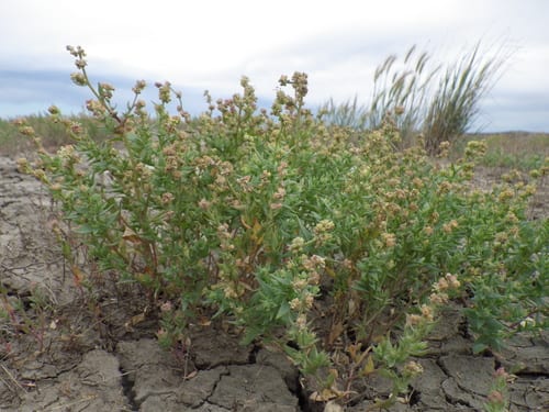 Saline saltbush (Atriplex subspicata)