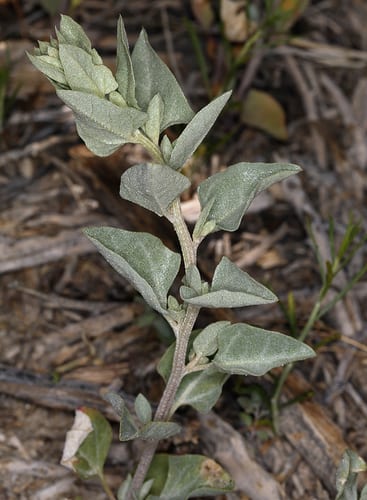 Wedge orach (Atriplex truncata)