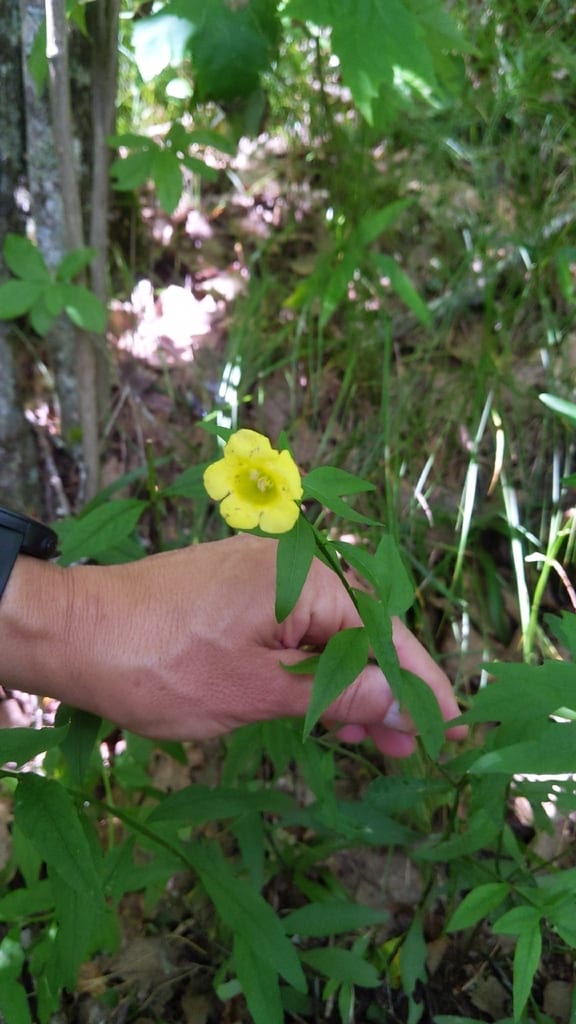 Smooth yellow false foxglove (Aureolaria flava var. macrantha)