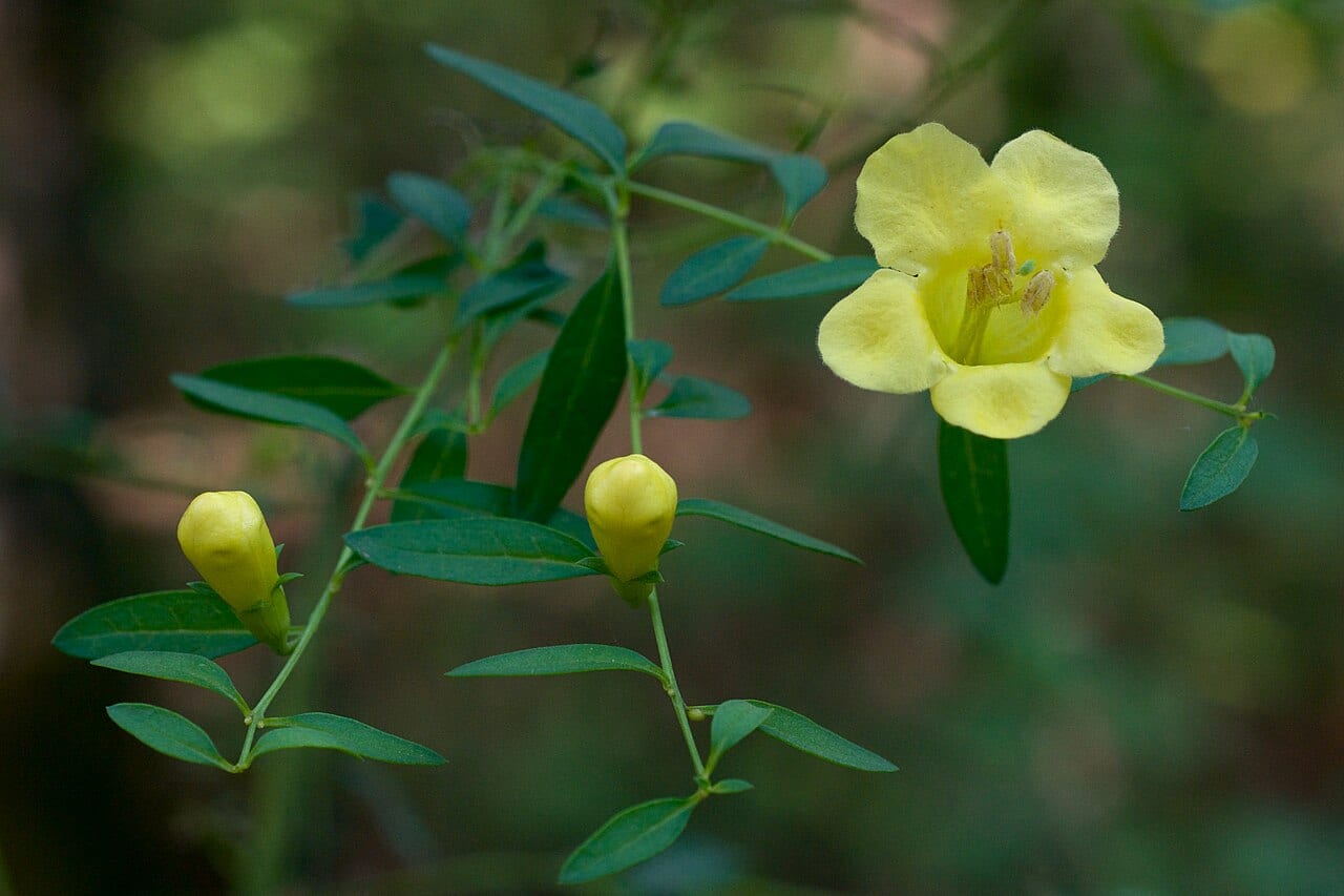 Smooth yellow false foxglove (Aureolaria flava)