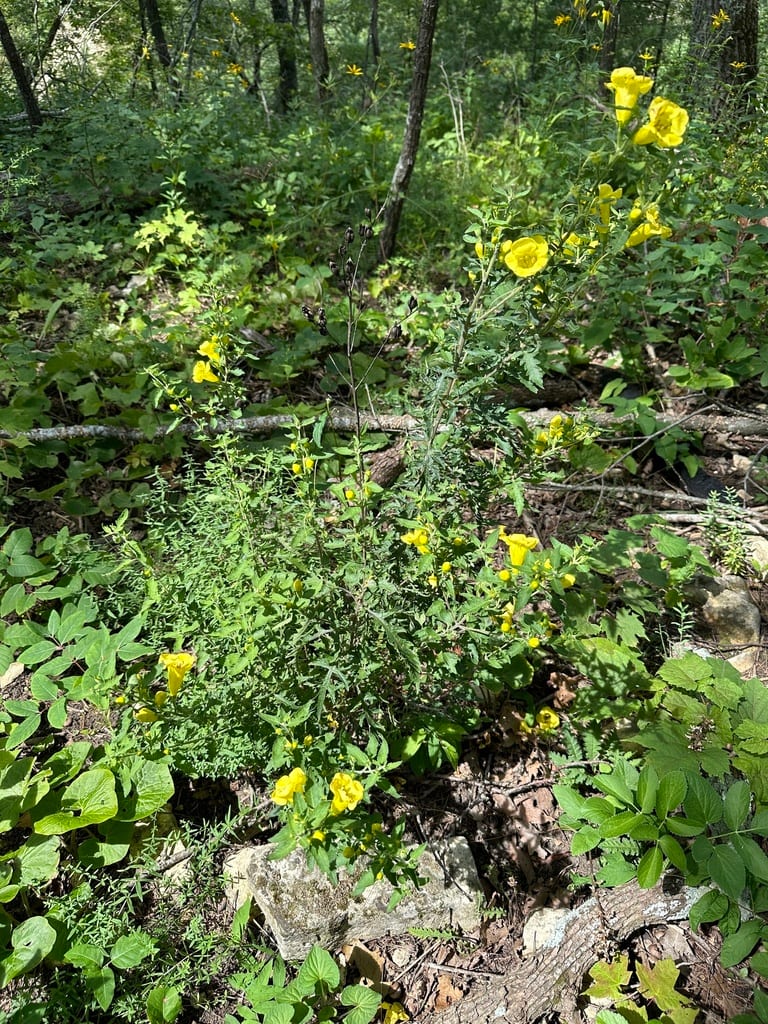 Large-flower yellow false foxglove (Aureolaria grandiflora var. cinerea)